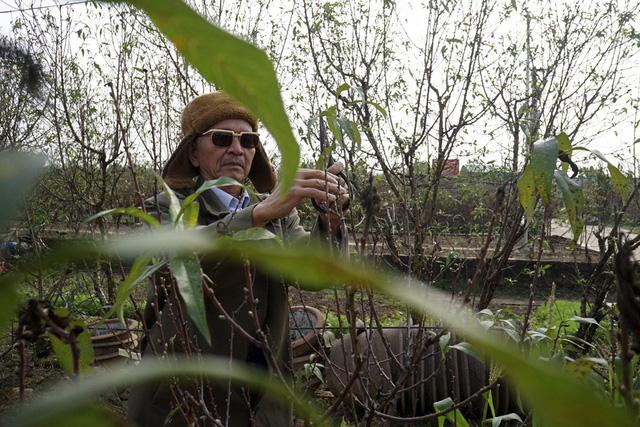 Hoa đào Tết Nhật Tân nở sớm